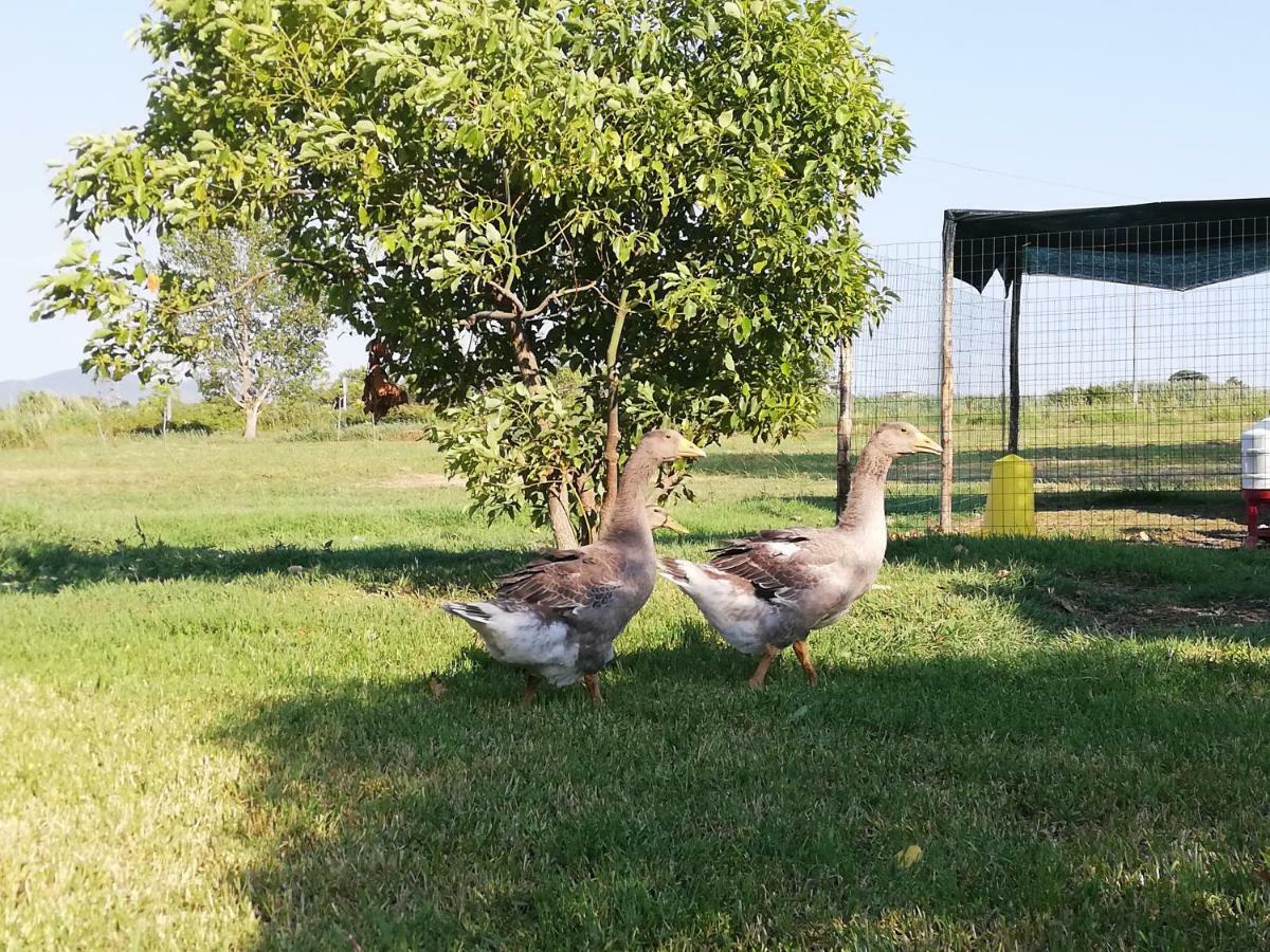 Agriturismo Le Folaghe Terracina Eksteriør bilde